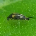 Mordellistena andreae