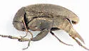 Mordellistena aspersa