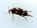 Mordellistena bicinctella