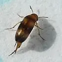 Mordellistena bicinctella - photo 2