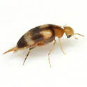 Mordellistena bicinctella - photo 3