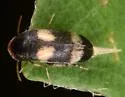 Mordellistena bicinctella - photo 4
