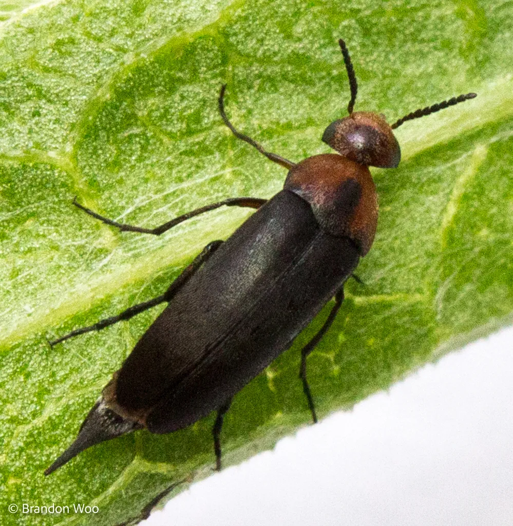 Mordellistena cervicalis - photo 2