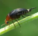 Mordellistena comata - Mordellistena comata