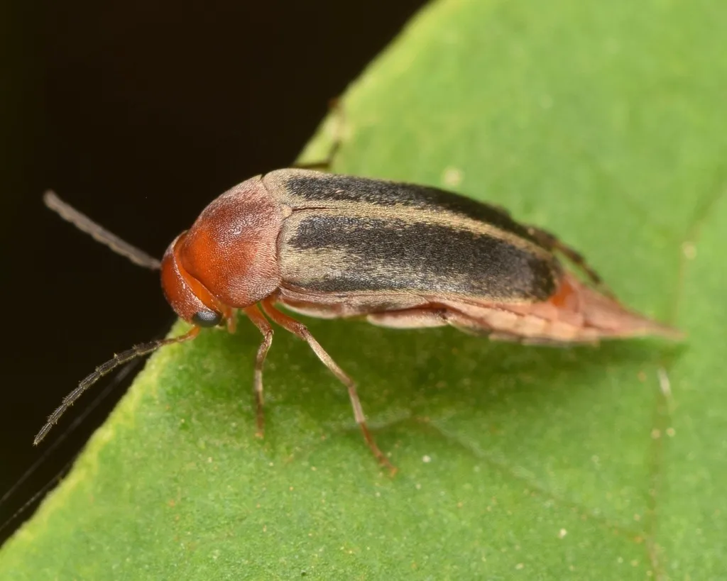 Mordellistena fuscipennis - photo 2