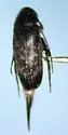 Mordellistena guttulata - Mordellistena guttulata