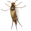 Mordellistena husseyi