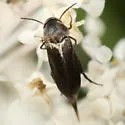 Mordellistena incommunis - Mordellistena incommunis