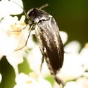 Mordellistena incommunis - photo 2