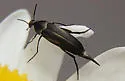 Mordellistena incommunis - photo 3