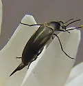 Mordellistena incommunis - photo 4