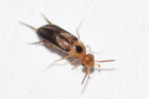 Mordellistena limbalis - Mordellistena limbalis