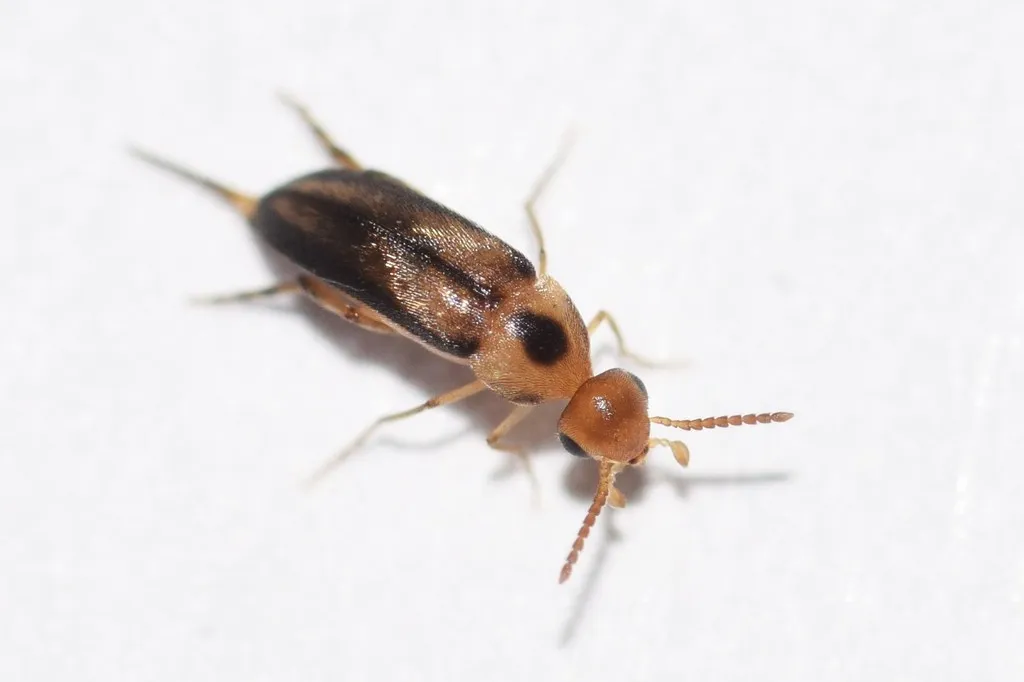 Mordellistena limbalis - photo 2