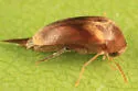 Mordellistena liturata