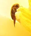 Mordellistena masoni - photo 3