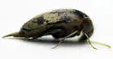 Mordellistena masoni - photo 4
