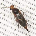 Mordellistena militaris
