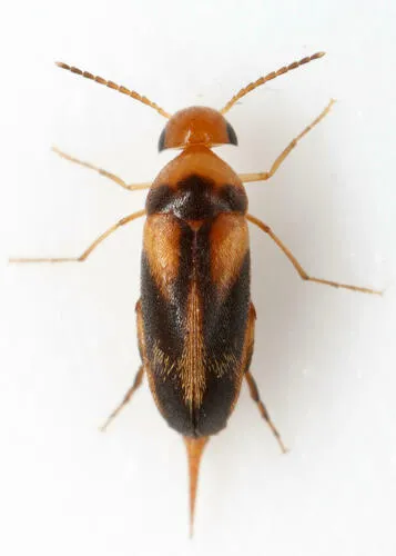 Mordellistena ornata