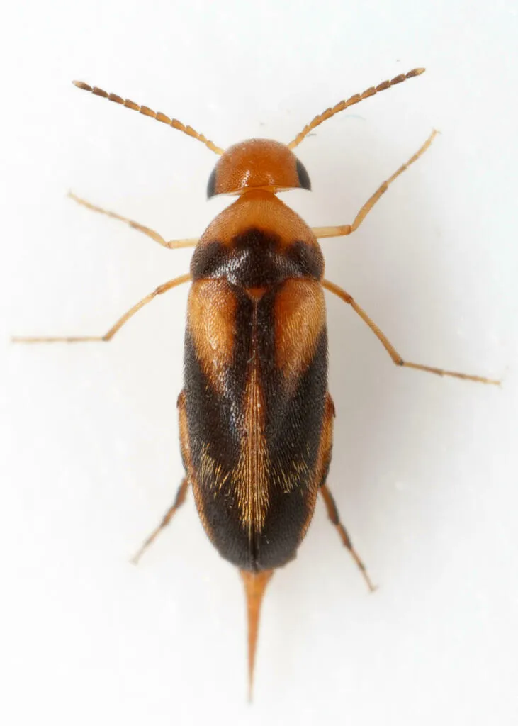Mordellistena ornata - photo 2