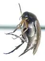 Mordellistena picipennis