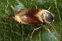 Mordellistena picipennis - photo 3