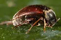 Mordellistena picipennis - photo 4