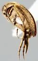 Mordellistena rubrifascia