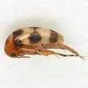 Mordellistena sexnotata