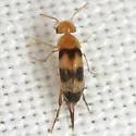 Mordellistena sexnotata - photo 4