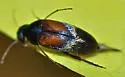 Mordellistena smithi - Mordellistena smithi