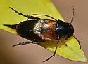 Mordellistena smithi - photo 3