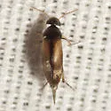 Mordellistena sp-one-al - Mordellistena sp-one-al