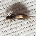 Mordellistena sp-one-al - photo 2