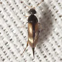 Mordellistena sp-one-al - photo 3