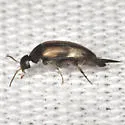 Mordellistena sp-one-al - photo 4