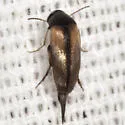 Mordellistena sp-one-al - photo 5