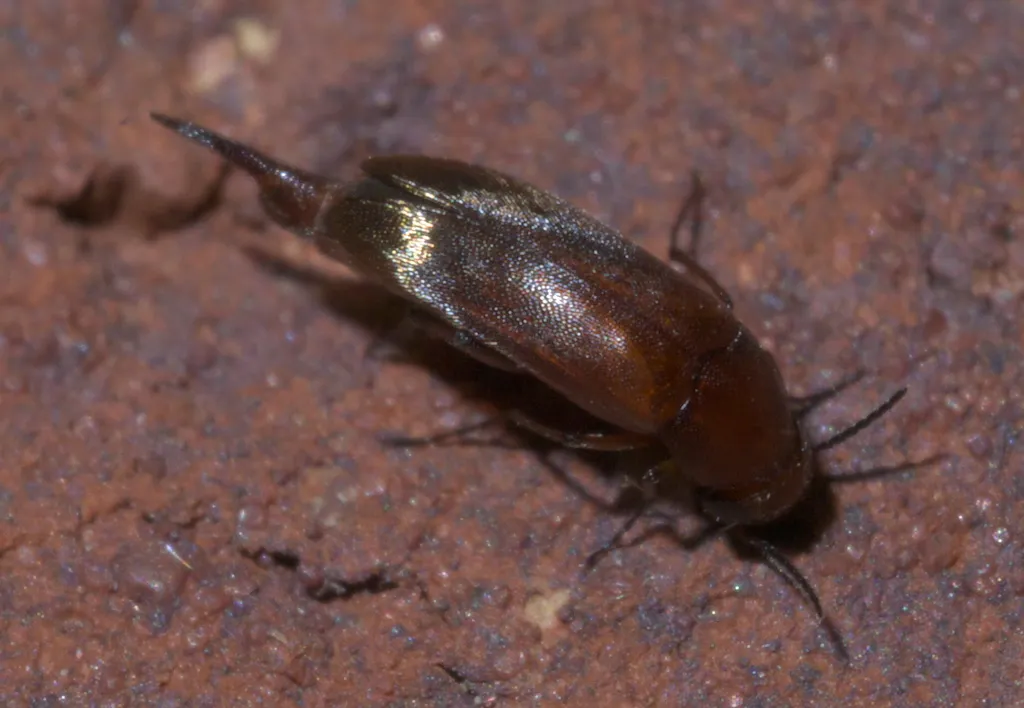 Mordellistena subfucus - photo 2