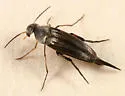 Mordellistena syntaenia