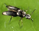 Mordellistena syntaenia - photo 3