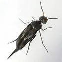 Mordellistena syntaenia - photo 4