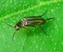 Mordellistena syntaenia - photo 5