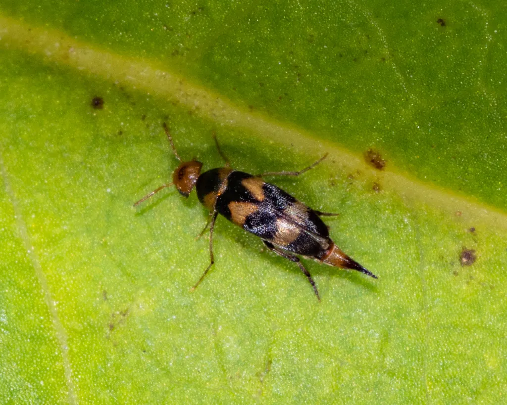 Mordellistena trifasciata