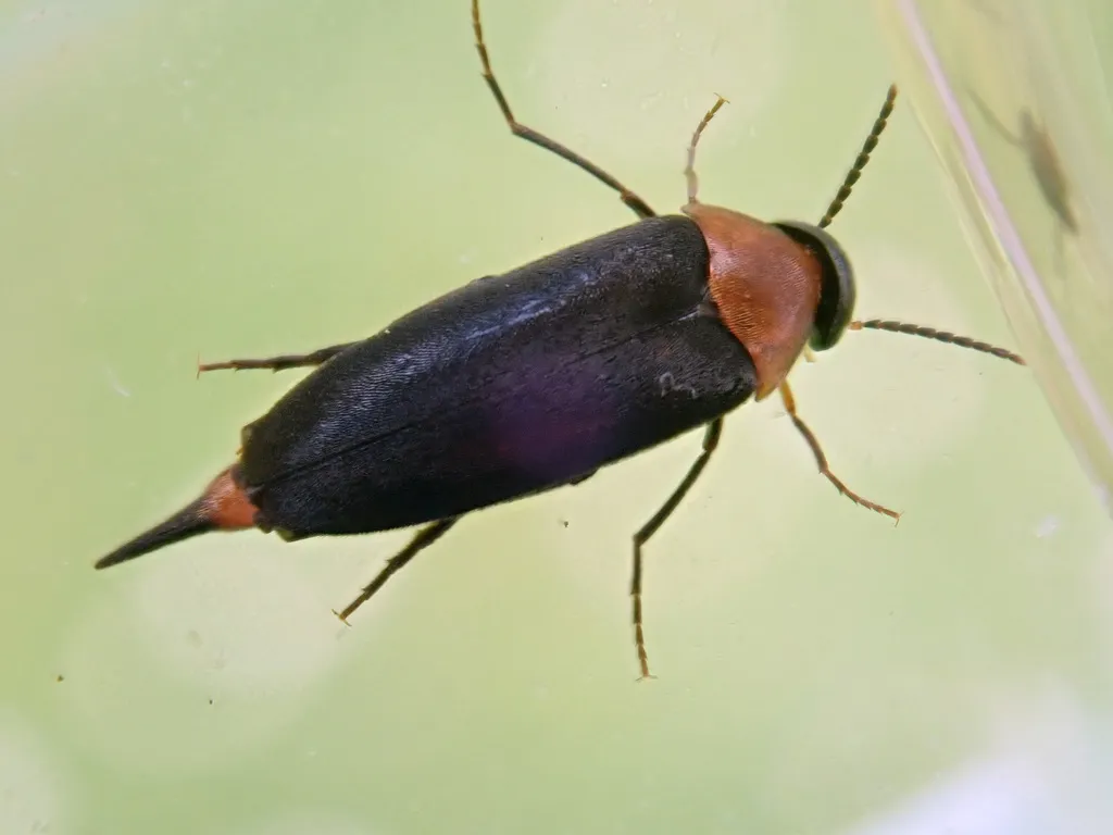 Mordellochroa abdominalis - photo 2