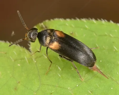 Mordellochroa scapularis