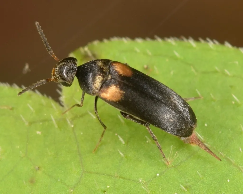 Mordellochroa scapularis - photo 3