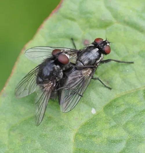 Morellia aenescens