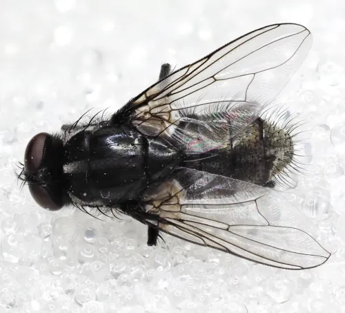 Morellia aenescens - photo 2