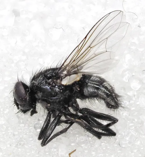 Morellia aenescens - photo 3