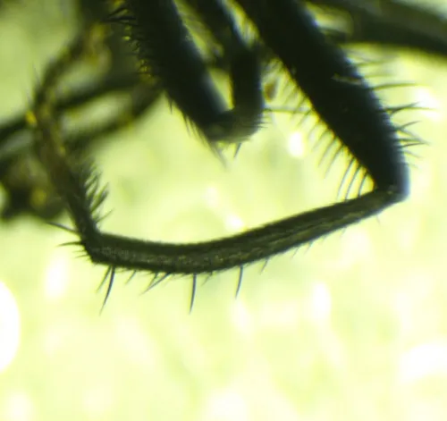 Morellia aenescens - photo 4