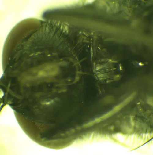 Morellia aenescens - photo 5